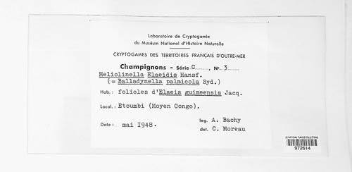 Balladynella palmicola image